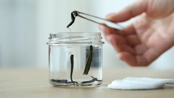 Hirudoterapi (Sülük) Eğitimi